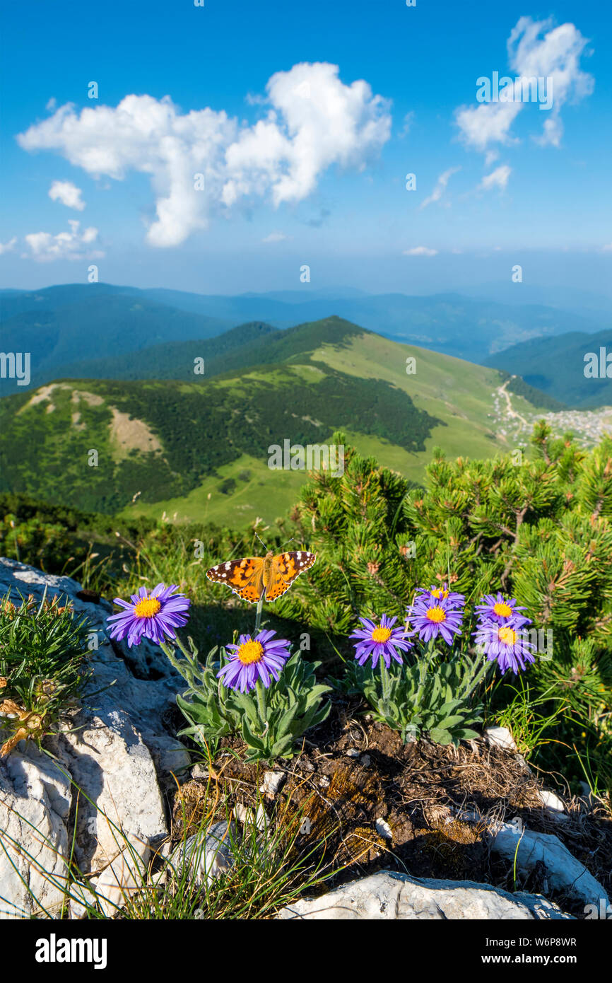 Mountain Krstac in Bosnia ed Erzegovina, Aster Alpina con una farfalla in primo piano Foto Stock