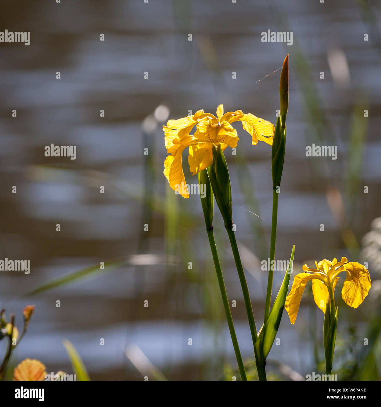 (Iris pseudacorus) crescente sul lato del lago Wiremill Foto Stock