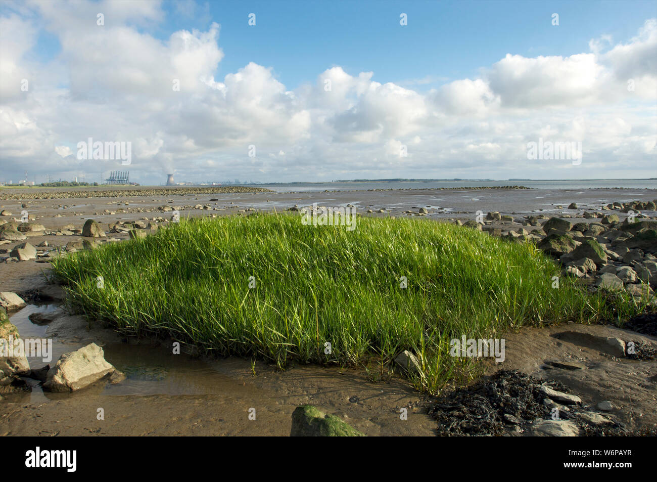 Piccola isola di erba nella Schelda occidentale durante la bassa marea con Doel centrale nucleare a Zeeland, Walcheren, Paesi Bassi Foto Stock