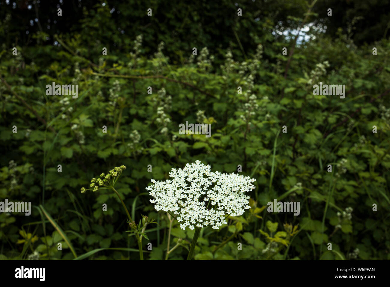 Queen Anne's pizzi, Daucus carota, chiamato anche wild carota, Bird's Nest, e del vescovo pizzi, in una siepe nella contea di Cork, Irlanda Foto Stock