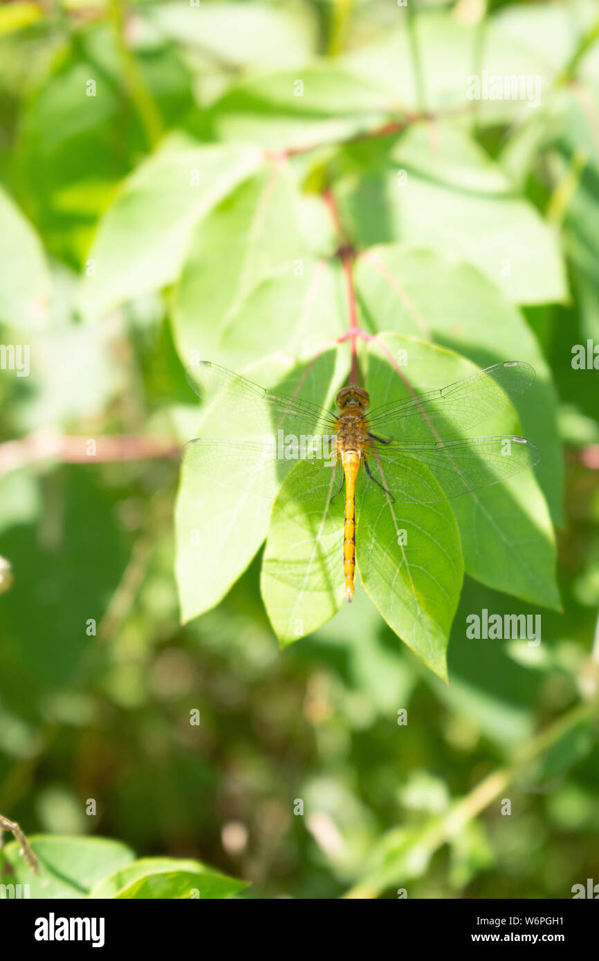Una libellula è visto dal di sopra come esso poggia su una foglia verde in sun. Foto Stock