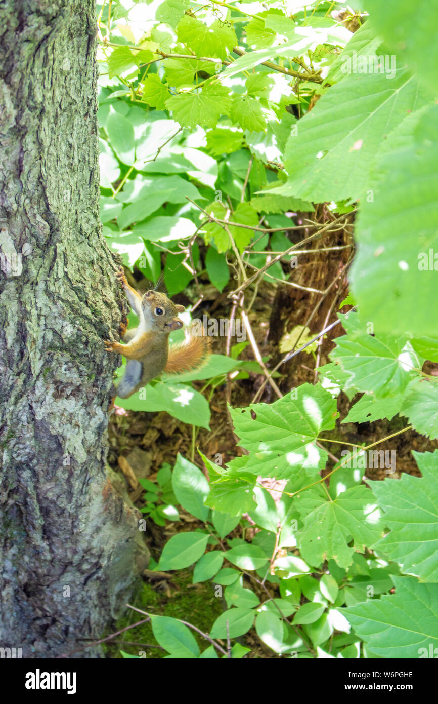 Un Americano scoiattolo rosso si aggrappa a un albero di foresta dopo il salto. Foto Stock