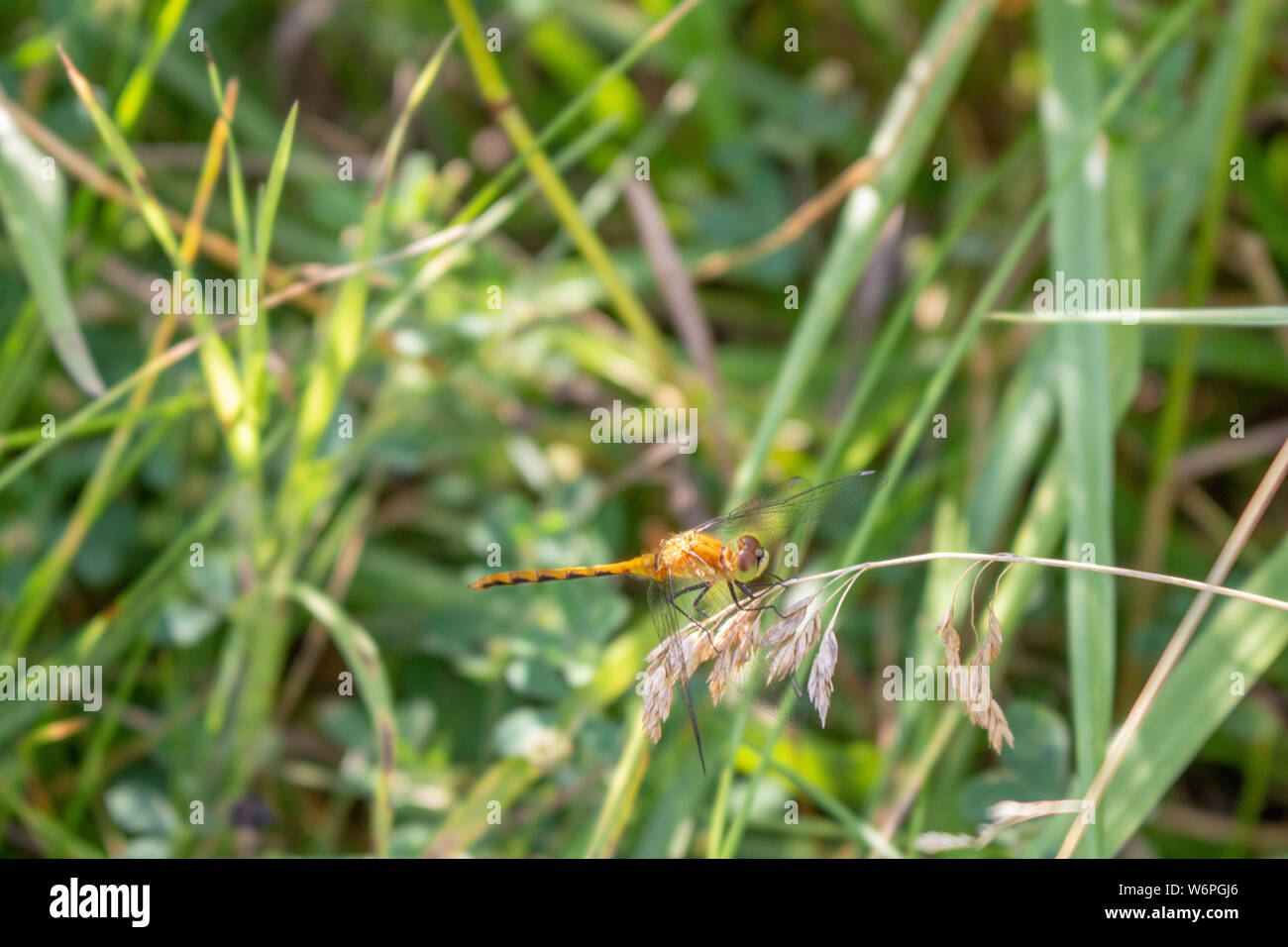 Una libellula pesa una fioritura stelo come esso appoggia contro alcuni coltelli verdi di erba. Foto Stock