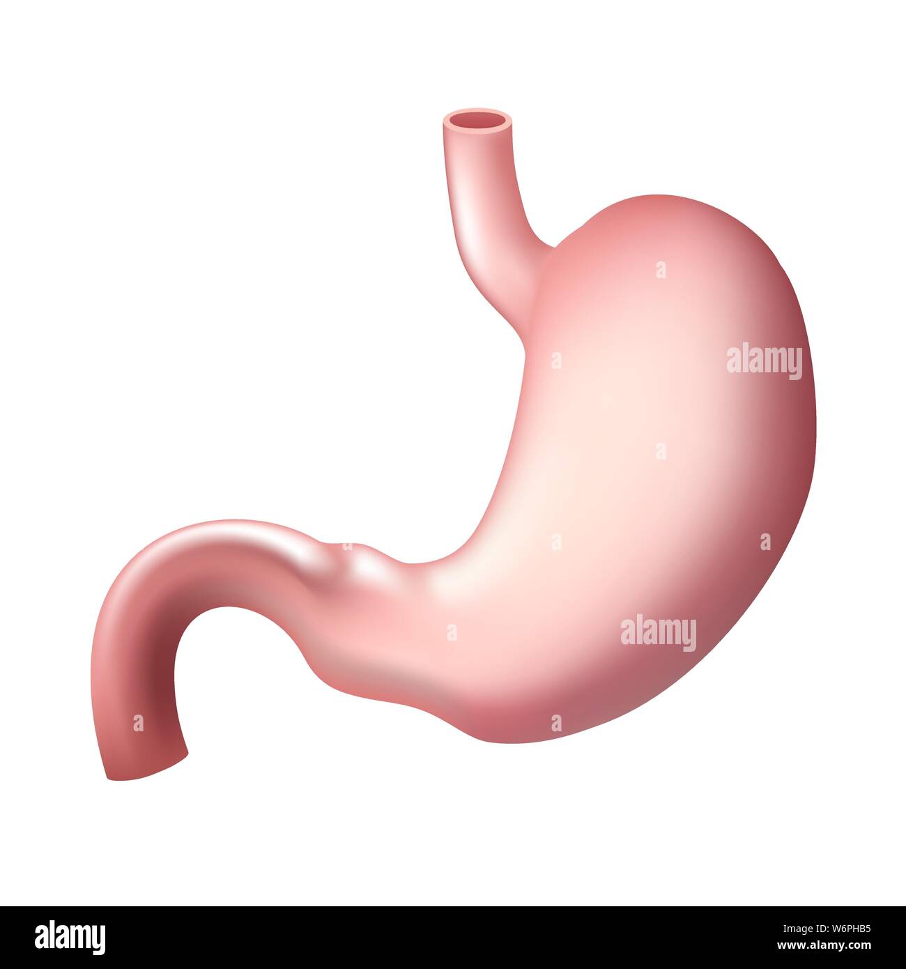 Realistico stomaco umano isolato. Apparato digerente . Modello per la progettazione Illustrazione Vettoriale