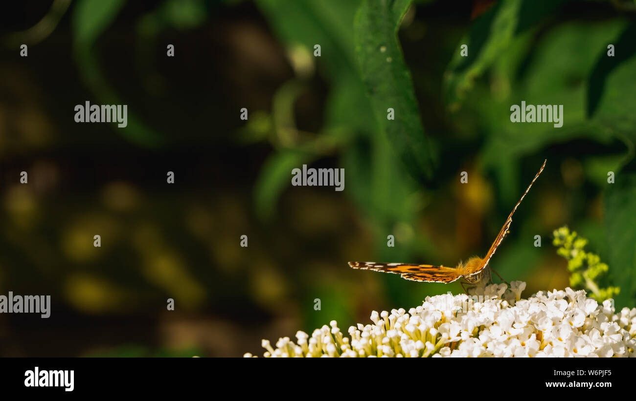 Dipinto di lady butterfly profilo su di un bianco luminoso buddleja blossoms naturale con sfondo verde Foto Stock