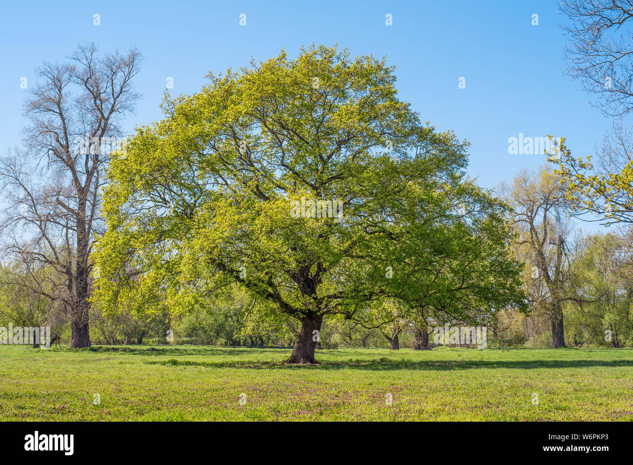 Albero nella pianura alluvionale del fiume Sieg. Foto Stock