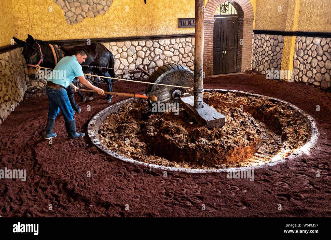 Un lavoratore schiaccia agave blu fibre tramite un antico asino-tirato tahona o mola di pietra mill presso la Casa Siete Leguas, El Centenario tequila distilleria in Atotonilco de Alto, Jalisco, Messico. I sette Campionati tequila distilleria è uno dei più antichi di proprietà familiare distillerie e produce tequila artigianalmente utilizzando i metodi tradizionali. Foto Stock