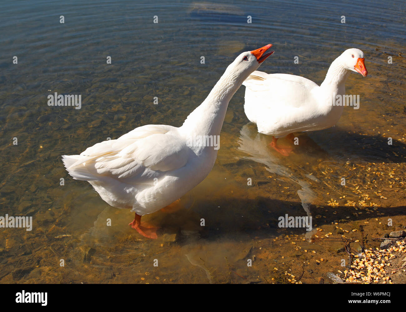 Due oche bianco squawking sul shoreof uno stagno Foto Stock