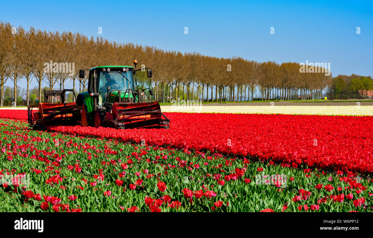 Meccanizzata di tagliare le teste dei fiori in un campo di tulipani Foto Stock