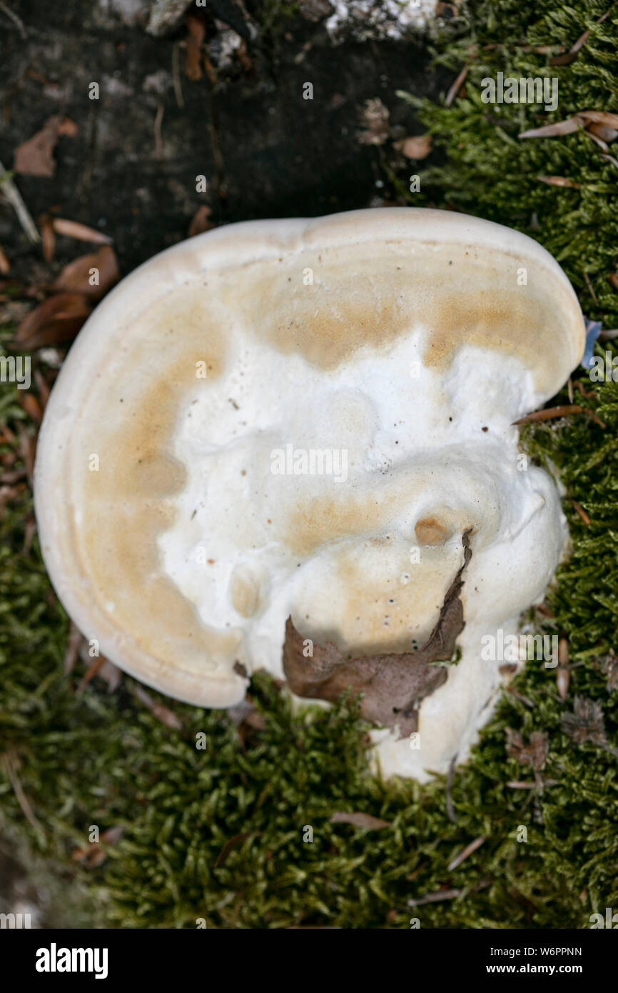 I funghi selvatici macro sfondo arte in stampe di alta qualità prodotti Foto Stock