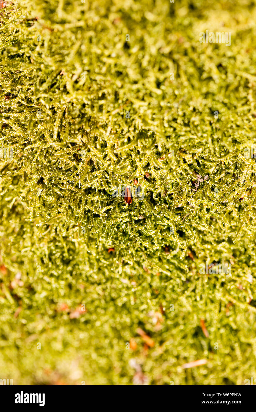 I licheni su albero sfondo macro arte in stampe di alta qualità prodotti Foto Stock