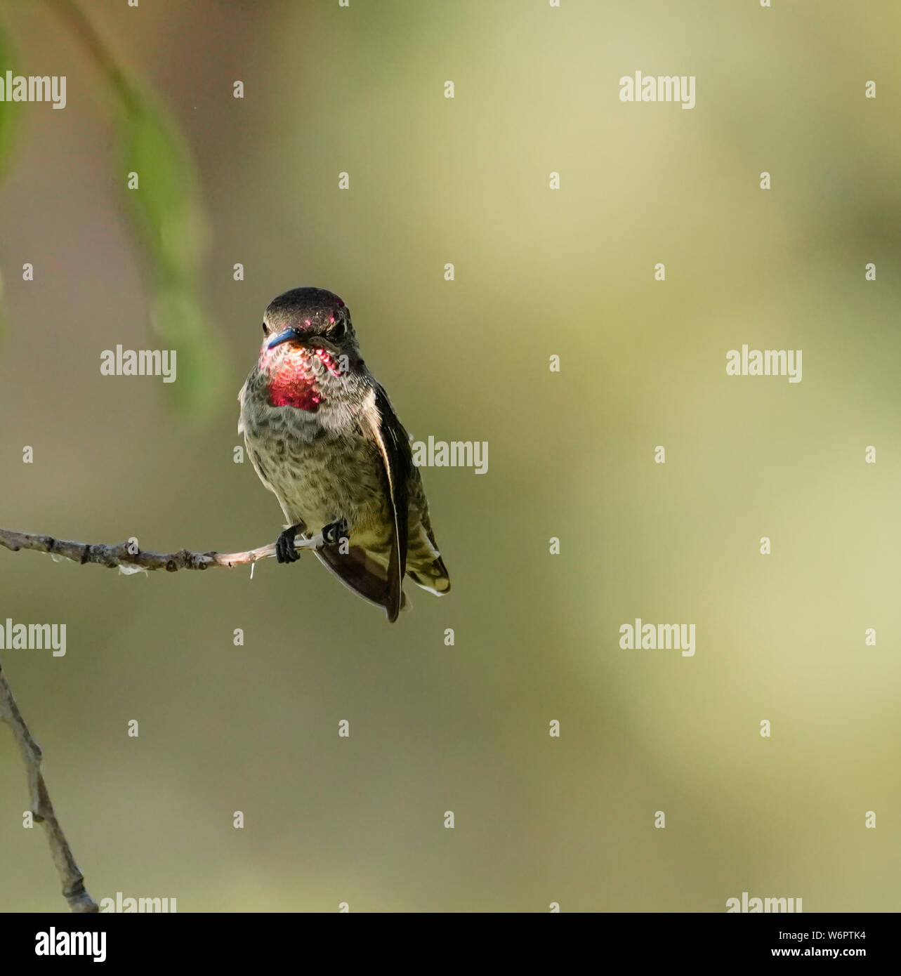 Un piccolo Colibrì si siede tranquillamente su un ramo di albero mentre un fascio di luce rende la sua gola rubino brillante. Foto Stock