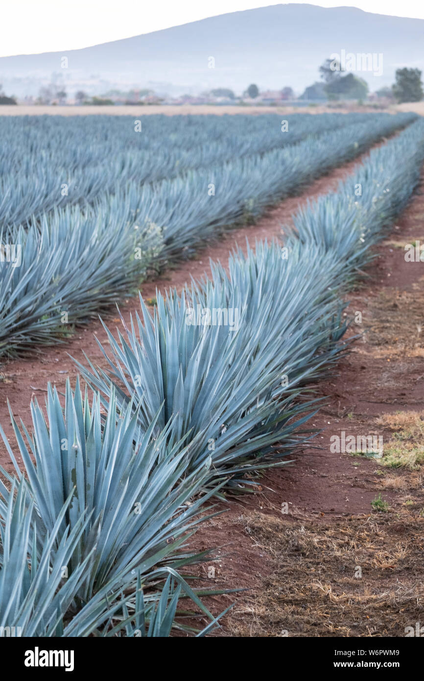 Un campo di agave azzurra piante che crescono in una fattoria di propriet  della Casa Siete Leguas tequila distilleria al di fuori de Atotonilco Alto,  Jalisco, Messico. I sette Campionati tequila distilleria