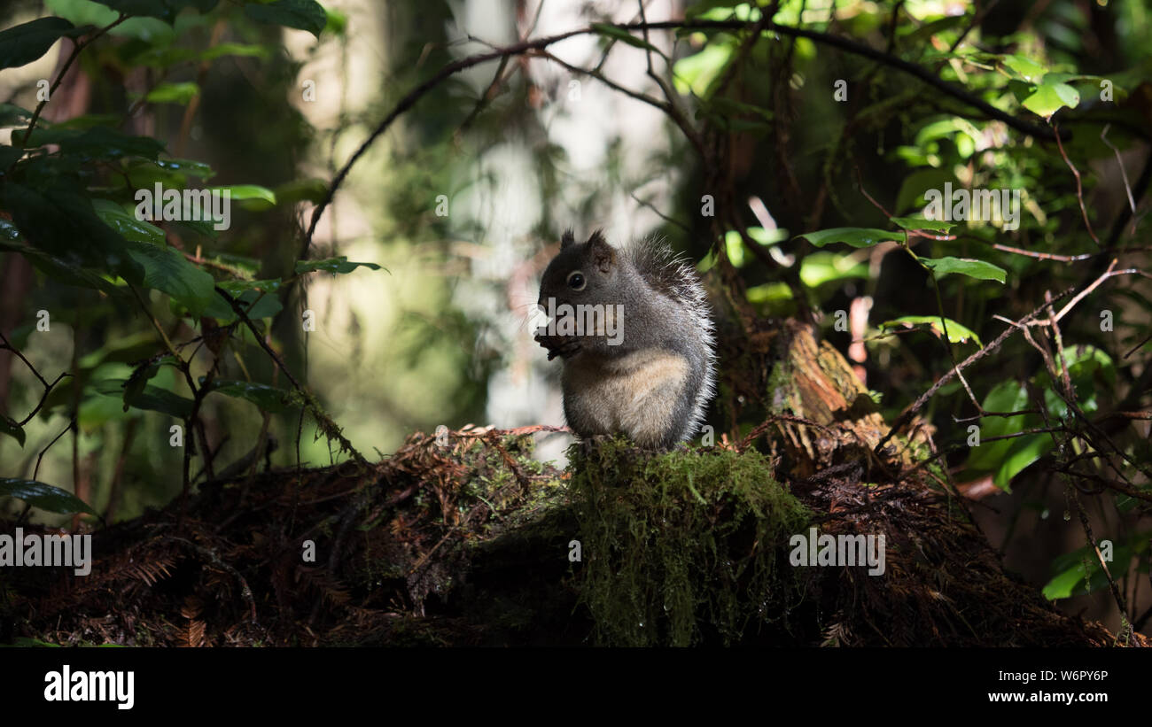 Un po' di scoiattolo mantiene la sua noce. La foto è stata scattata nella parte scura della foresta. Foto Stock