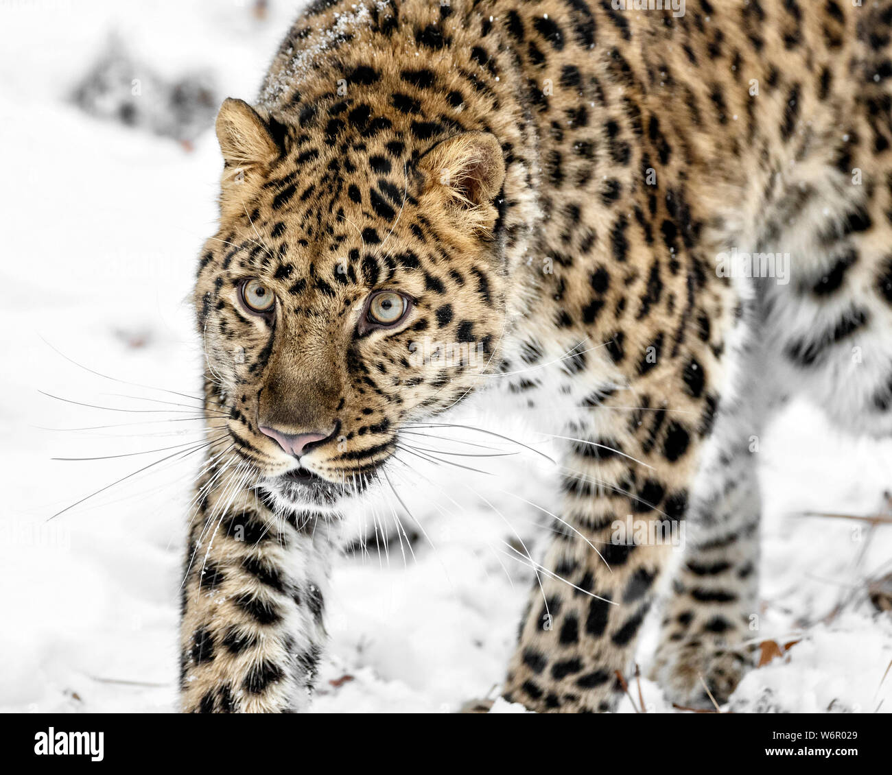 Il leopardo di Amur è una sottospecie di leopard di se la Russia e la Cina NE. È stato criticamente minacciata dal 1996 con 70 adulti a sinistra nel selvaggio. Foto Stock