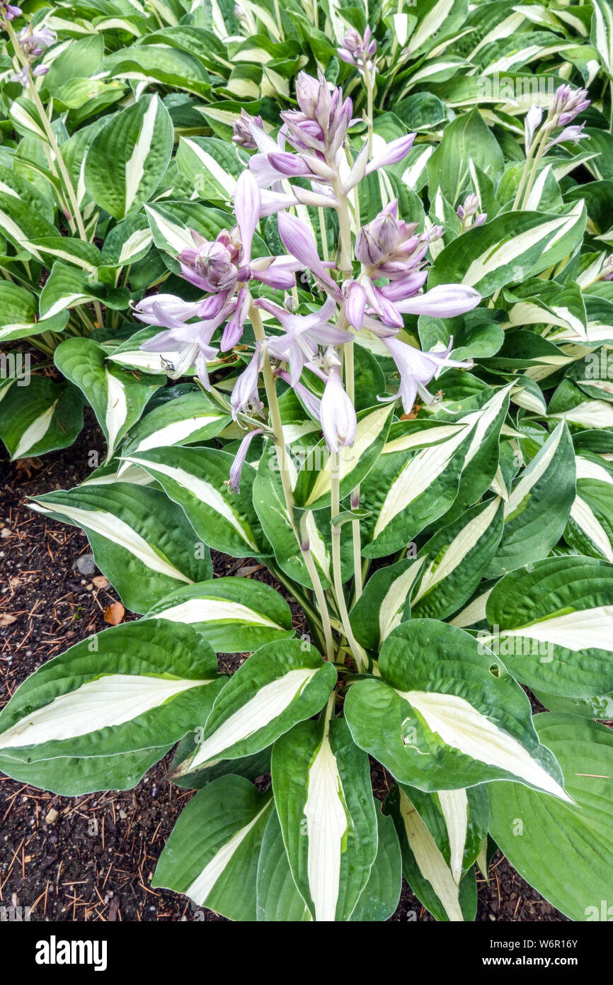 Hosta 'business rischioso', variegato lascia pianta Foto Stock