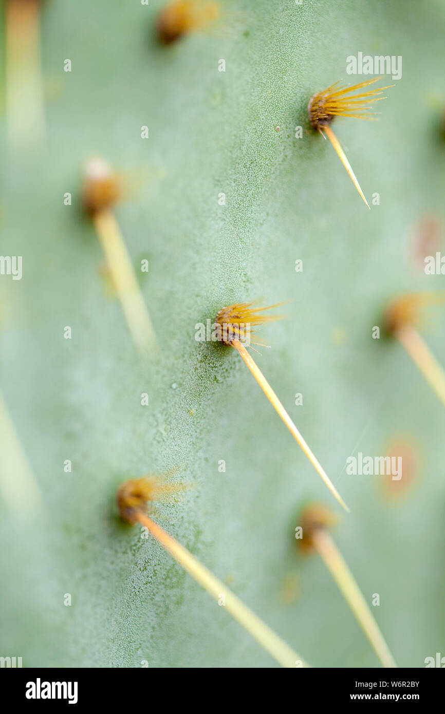 L' Opuntia linguiformis spine taglienti naturale sfondo macro Foto Stock