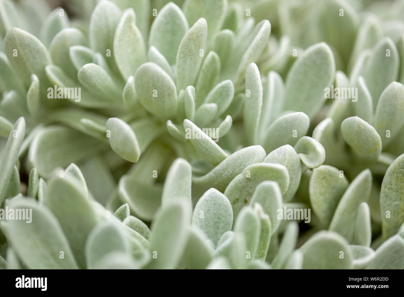 La flora di Lanzarote - Helichrysum gossypinum, lana cotone eterna, specie vulnerabili Foto Stock