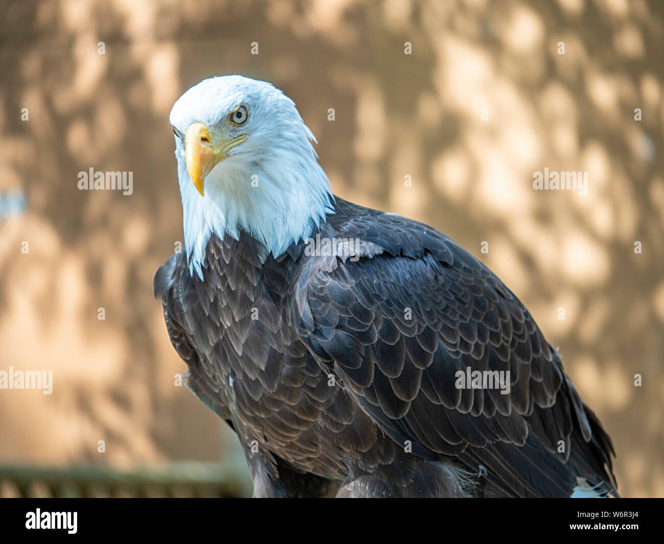 Coppia aquila calva con un intenso sguardo fissava con la sua preda Foto Stock