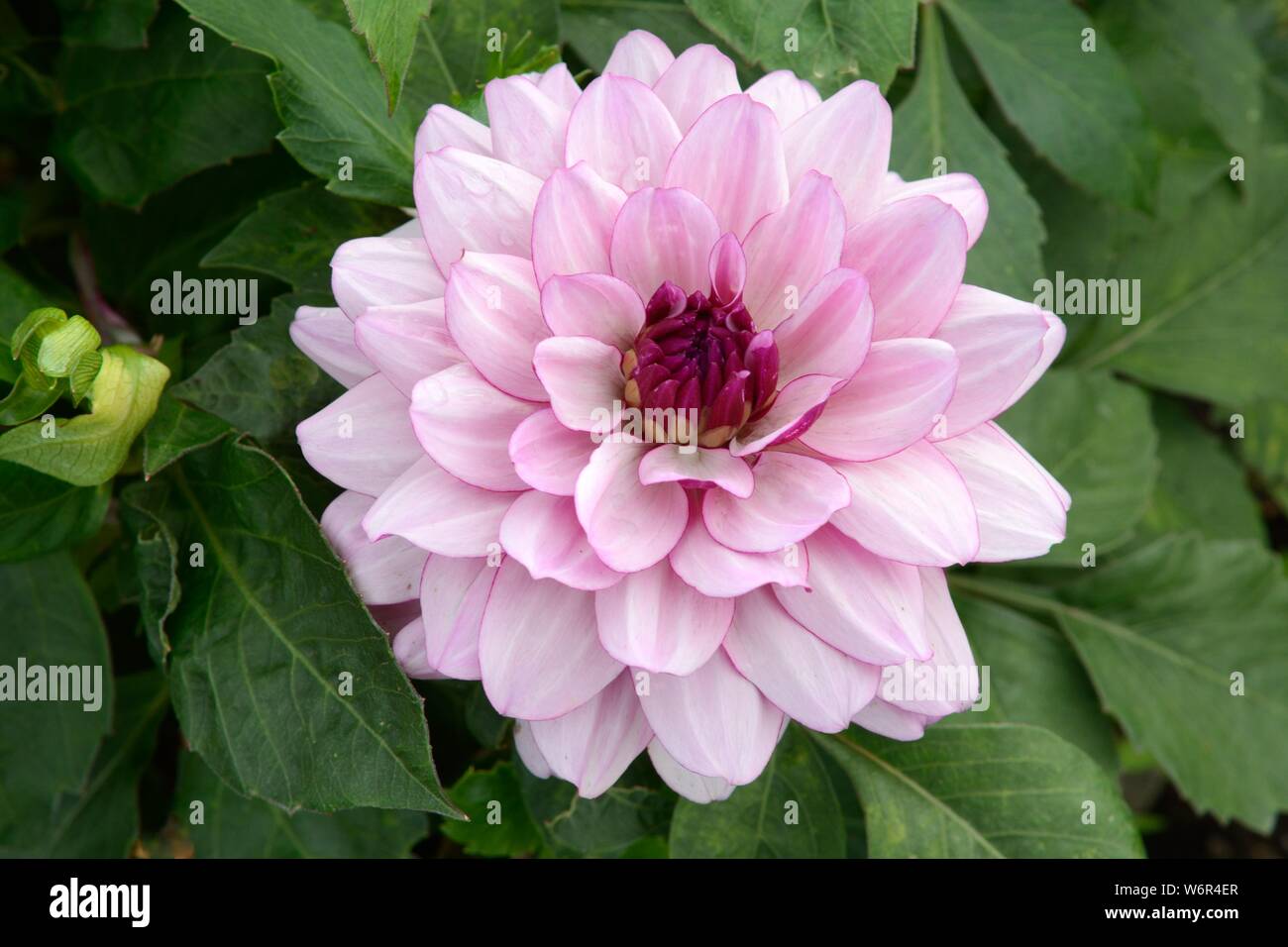 Dahlia Crème de Cassis fiore Foto Stock