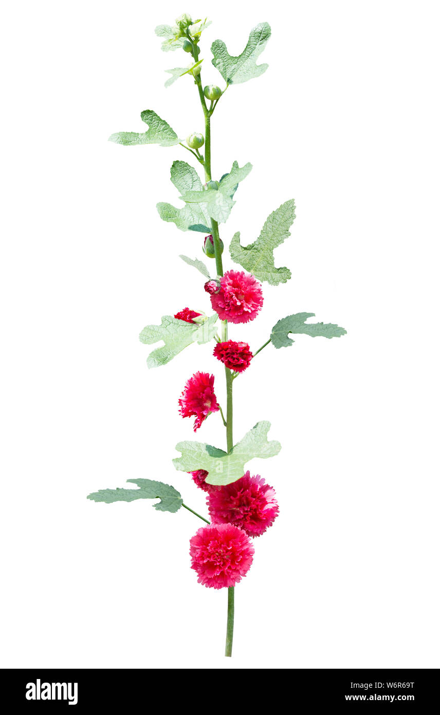 Red hollyhock fiori isolati su sfondo bianco Foto Stock