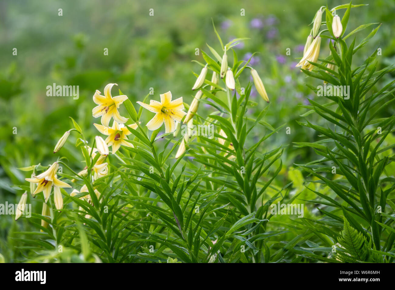 Fiori gialli di Lily Kesselring - Lilium kesselringianum. Il Lilium kesselringianum è un grande elemento di erbacee della famiglia Giglio. È nativo di n. Foto Stock