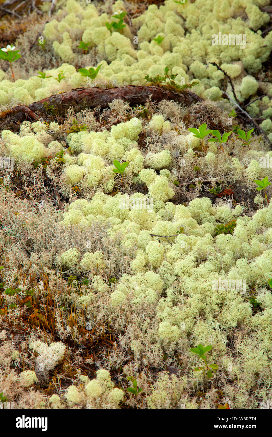 Il Lichen sulla collina di ocra Trail, Terra Nova National Park, Terranova e Labrador, Canada Foto Stock
