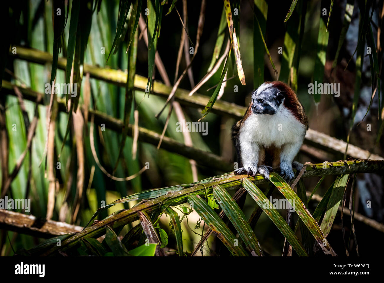 Geoffroy's tamarin (Saguinus geoffroyi), noto anche come il panamense, rosso-crested o rufous-naped tamari Foto Stock