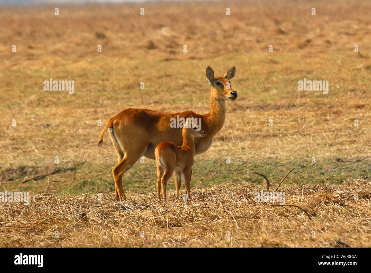 Donna e bambino di Puku (Kobus vardonii), African antelope. Busanga Plains. Parco Nazionale di Kafue, Zambia Foto Stock