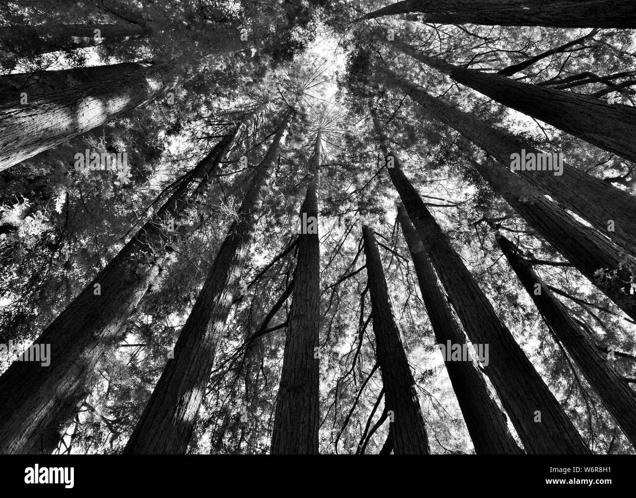 Verso l'alto angolo di Redwood alberi in bianco e nero Foto Stock