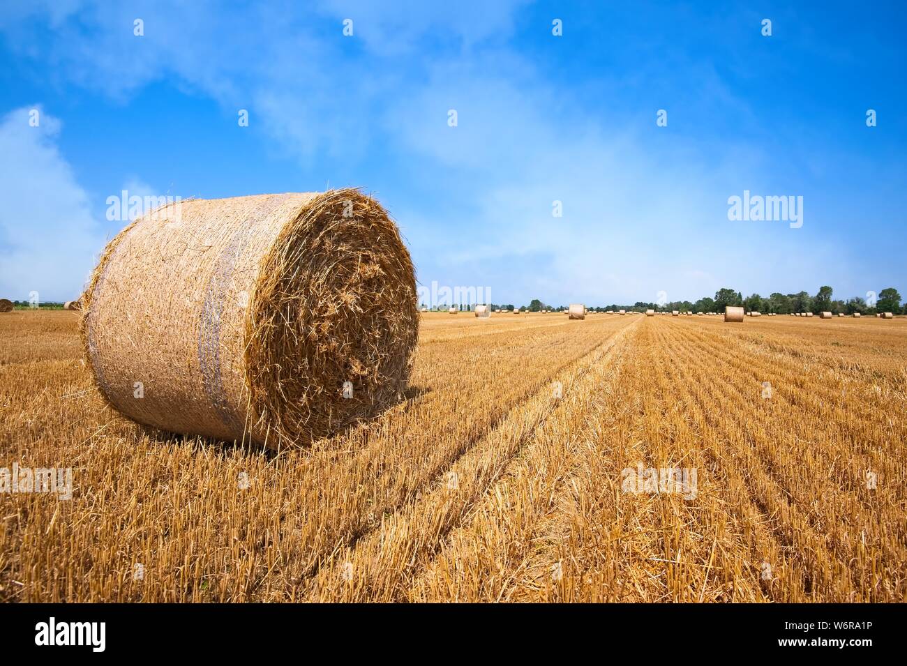 Campo di grano dopo il raccolto con le balle di paglia. Foto Stock