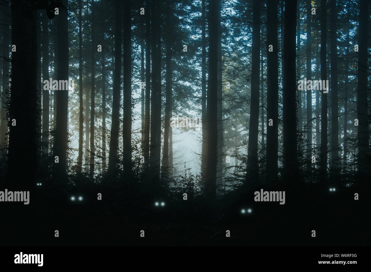 Un inquietante, fantasy foresta di pini, retro illuminato con spooky, gli occhi luccicanti di creature nel sottobosco. Foto Stock