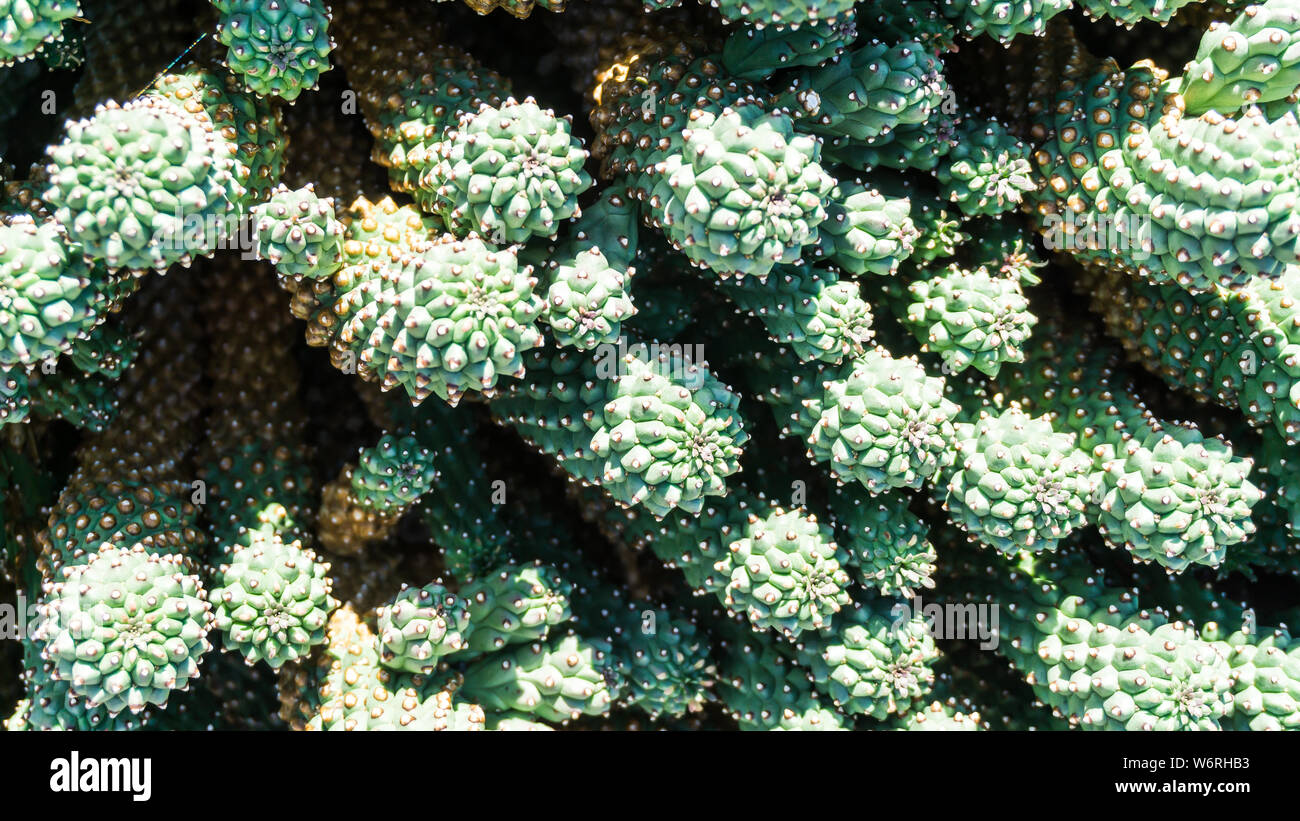Cactus 2 Foto Stock