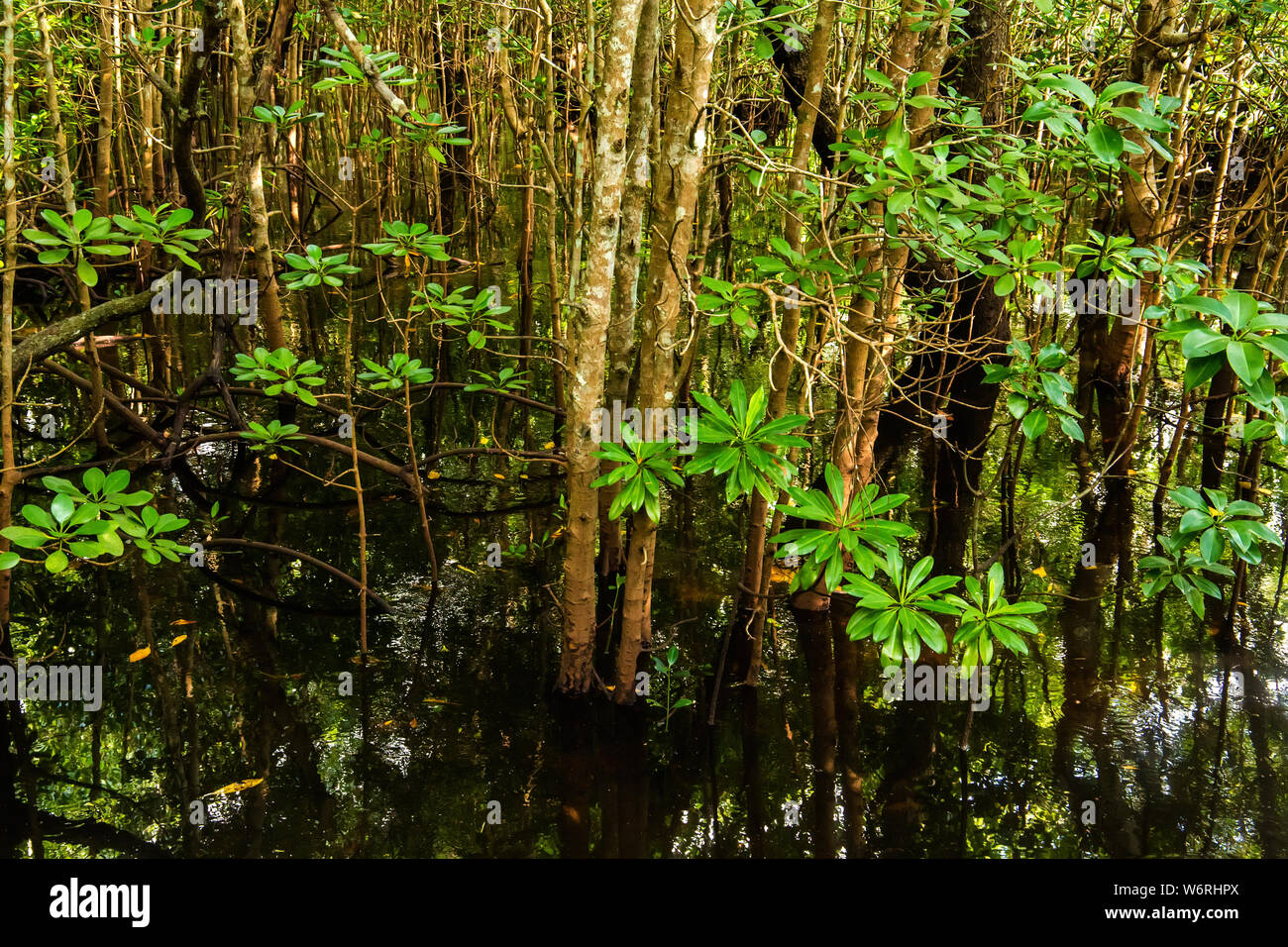 Alberi di mangrovia con foglie verdi e lunghe radici che crescono in acqua fresca estate giornata di sole Foto Stock