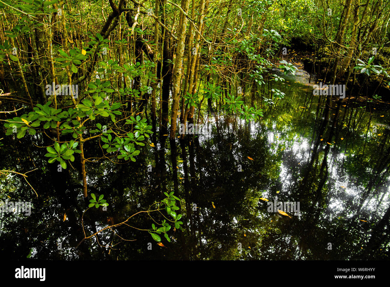 Alberi di mangrovia con foglie verdi e lunghe radici che crescono in acqua fresca estate giornata di sole Foto Stock