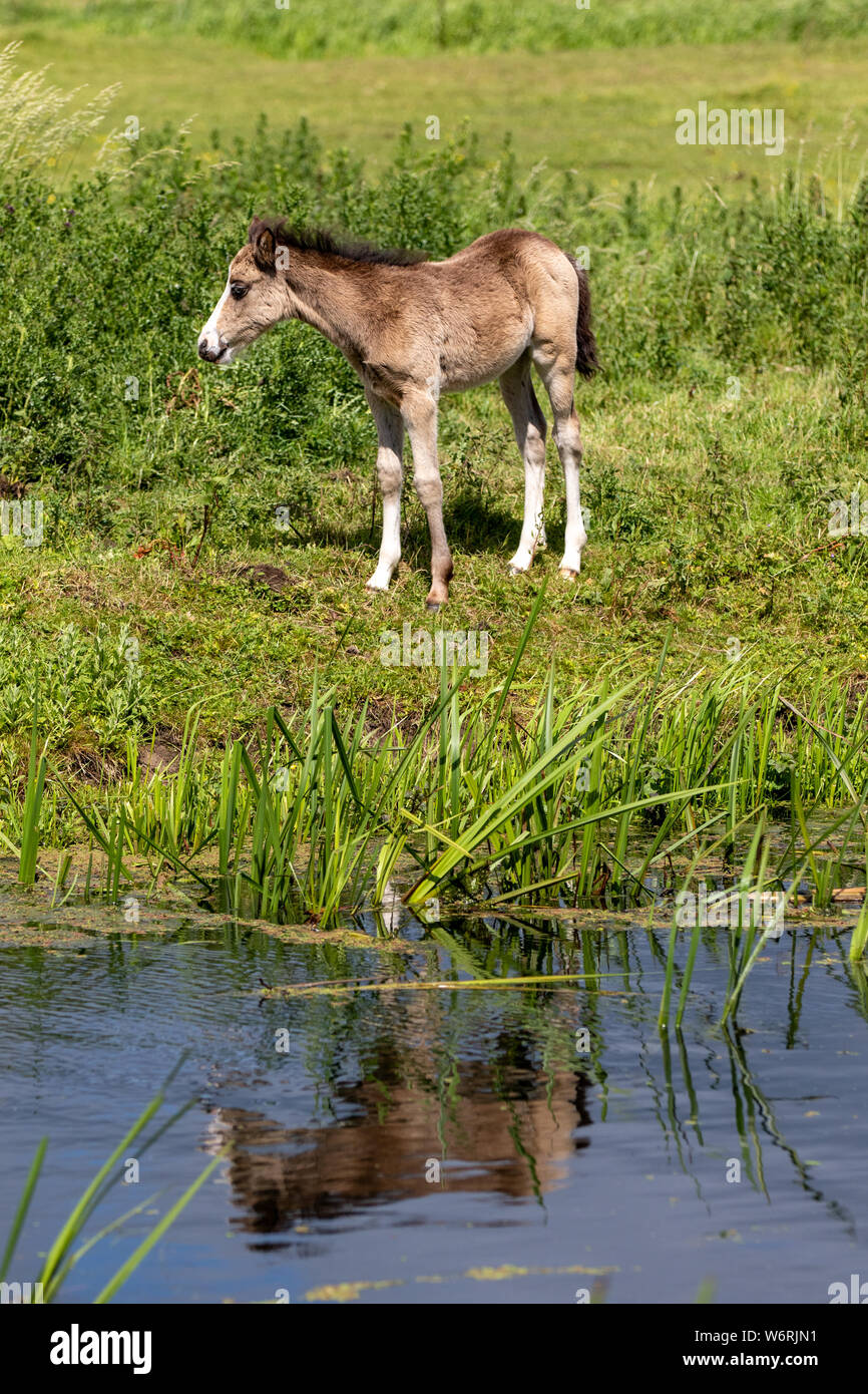 Puledro sulla banca del fiume con la riflessione Foto Stock