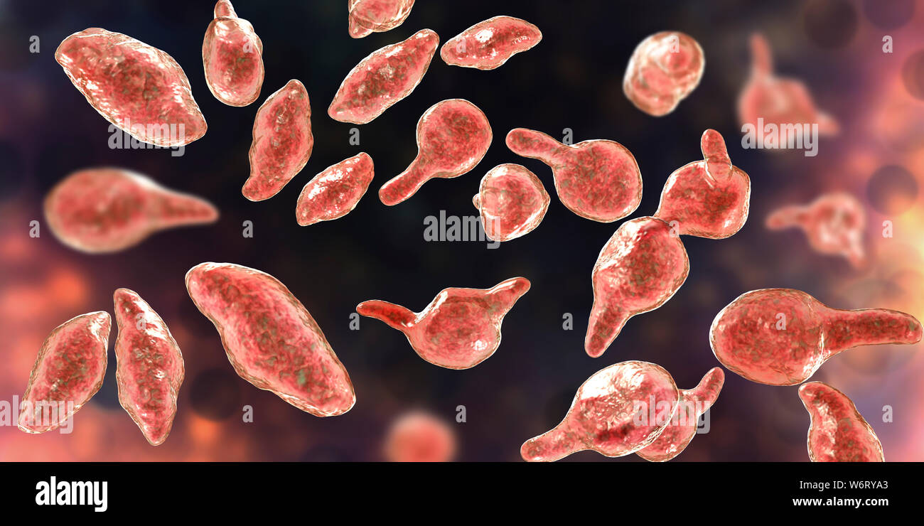 Mycoplasma genitalium batteri, illustrazione. M. genitalium è un piccolo  batterio parassita. Si tratta di un trasmesso sessualmente organismo che  provoca la non-gono Foto stock - Alamy