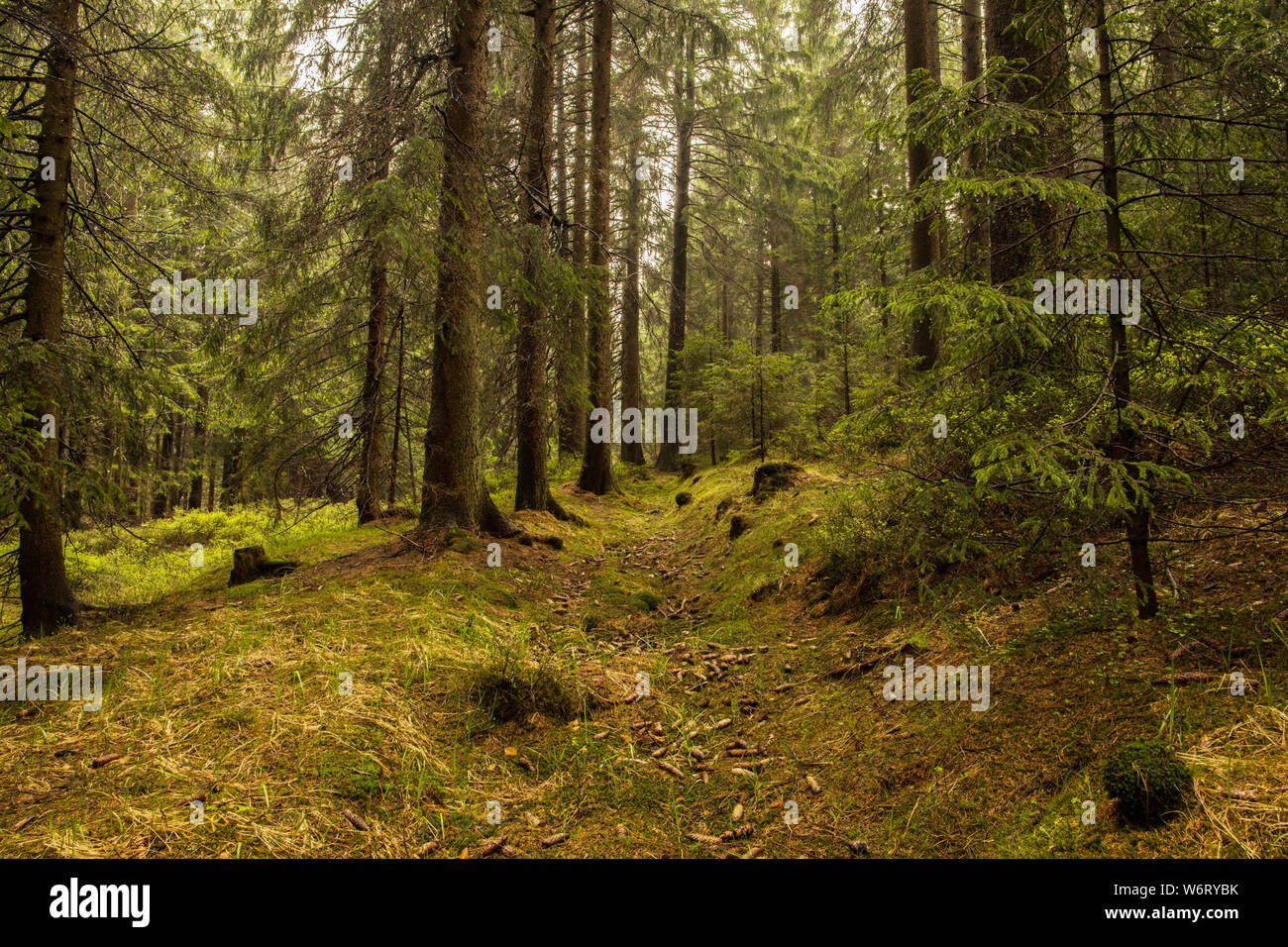 Il sentiero attraverso la foresta incantata in autunno, nebbia mattutina illuminato dalla luce solare Foto Stock