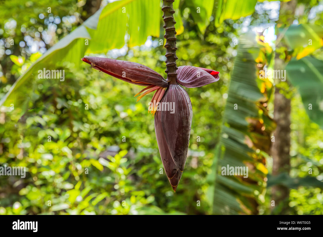 Banana Flower close up cloce su una banana palm in Africa in estate nel pomeriggio Foto Stock