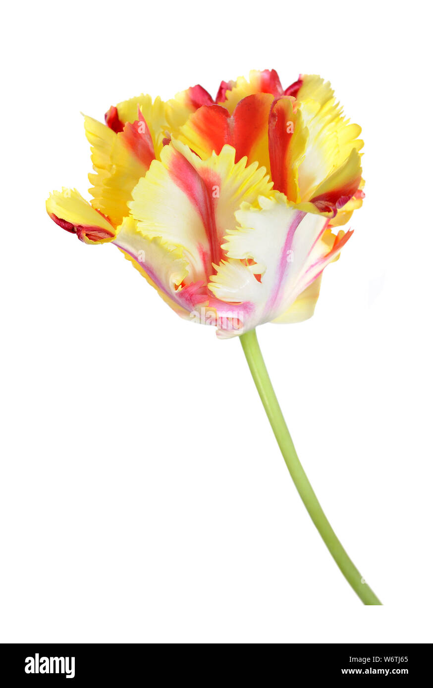 Bella parrot tulip blooming isolati su sfondo bianco Foto Stock