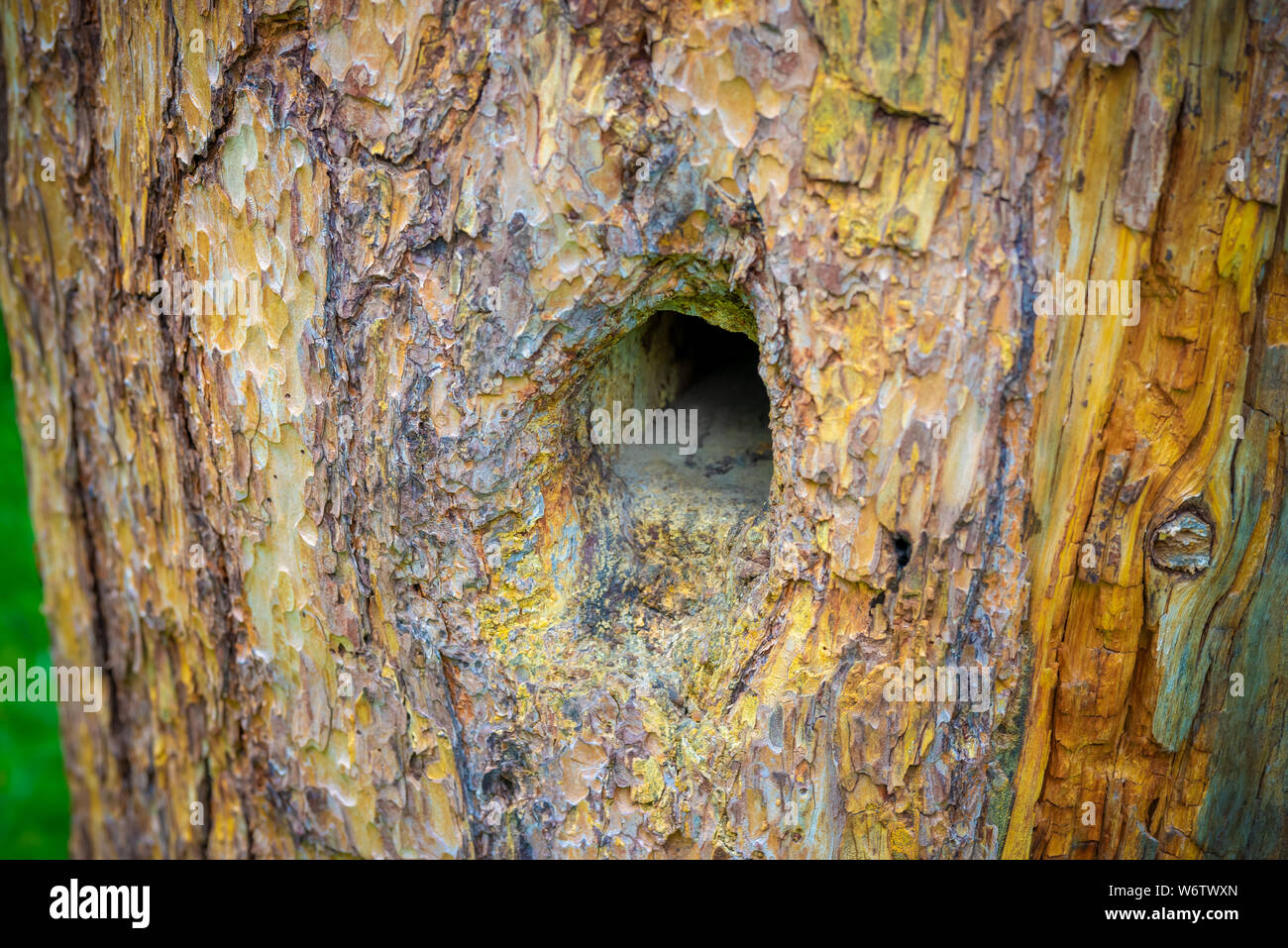 Arnie in un apiario in un giardino di primavera. Il miele la concezione di business. Shulgan-Tash Riserva Naturale. Foto Stock