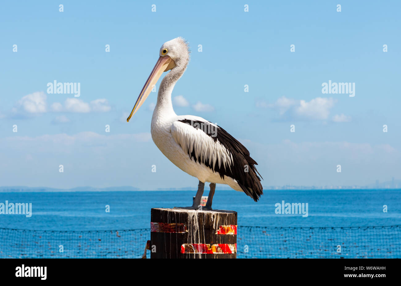 Un Pellicano su un palo dall'oceano Foto Stock