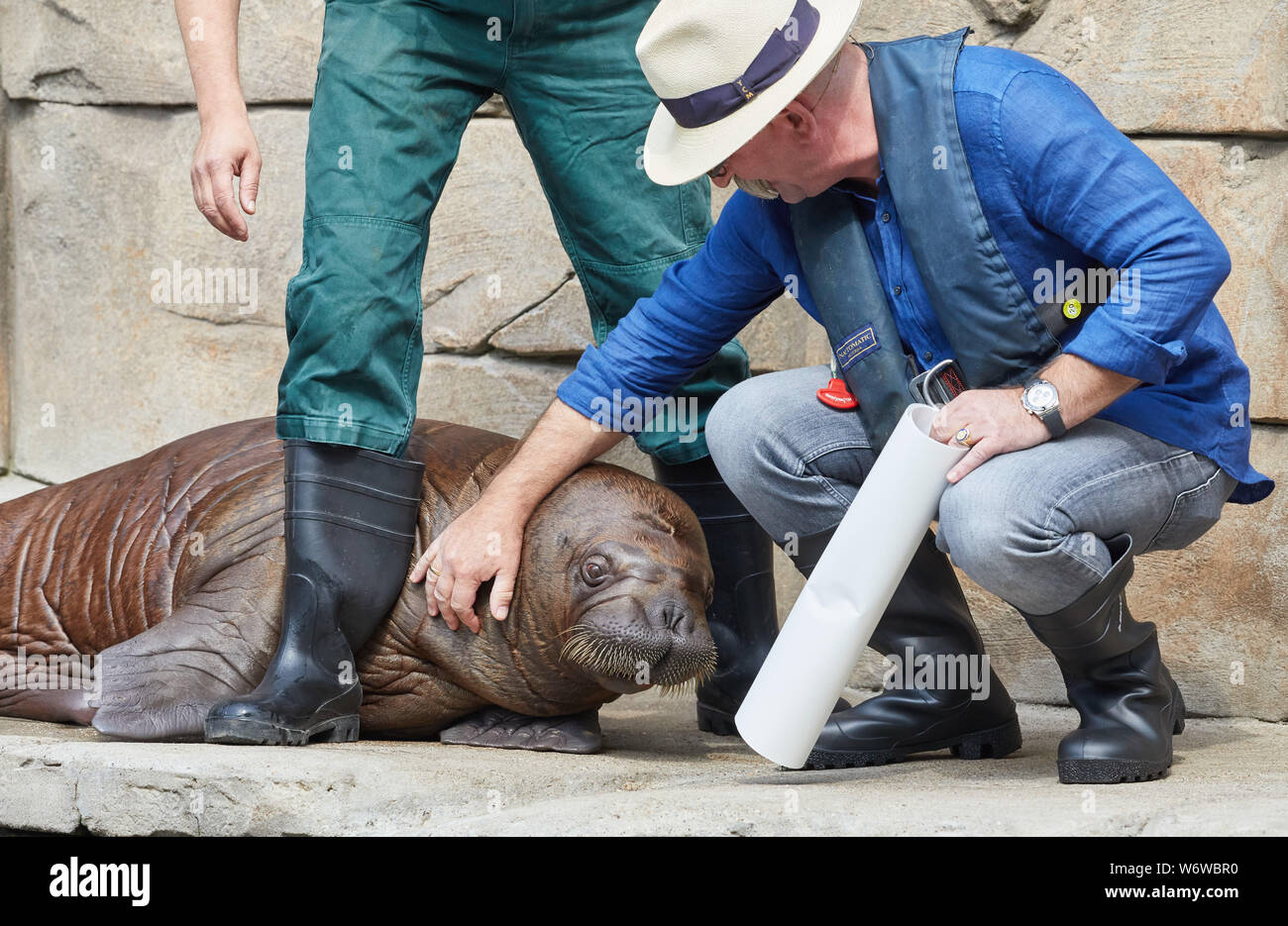 Amburgo, Germania. 02Aug, 2019. Horst Lichter (r), TV chef, il libro di ricette autore e presentatore, colpi un tricheco baby nell'Oceano Artico in Zoo di Hagenbeck. Lichter battezzato 130 chilogrammo giovani animali "Fiete'. Credito: Georg Wendt/dpa/Alamy Live News Foto Stock