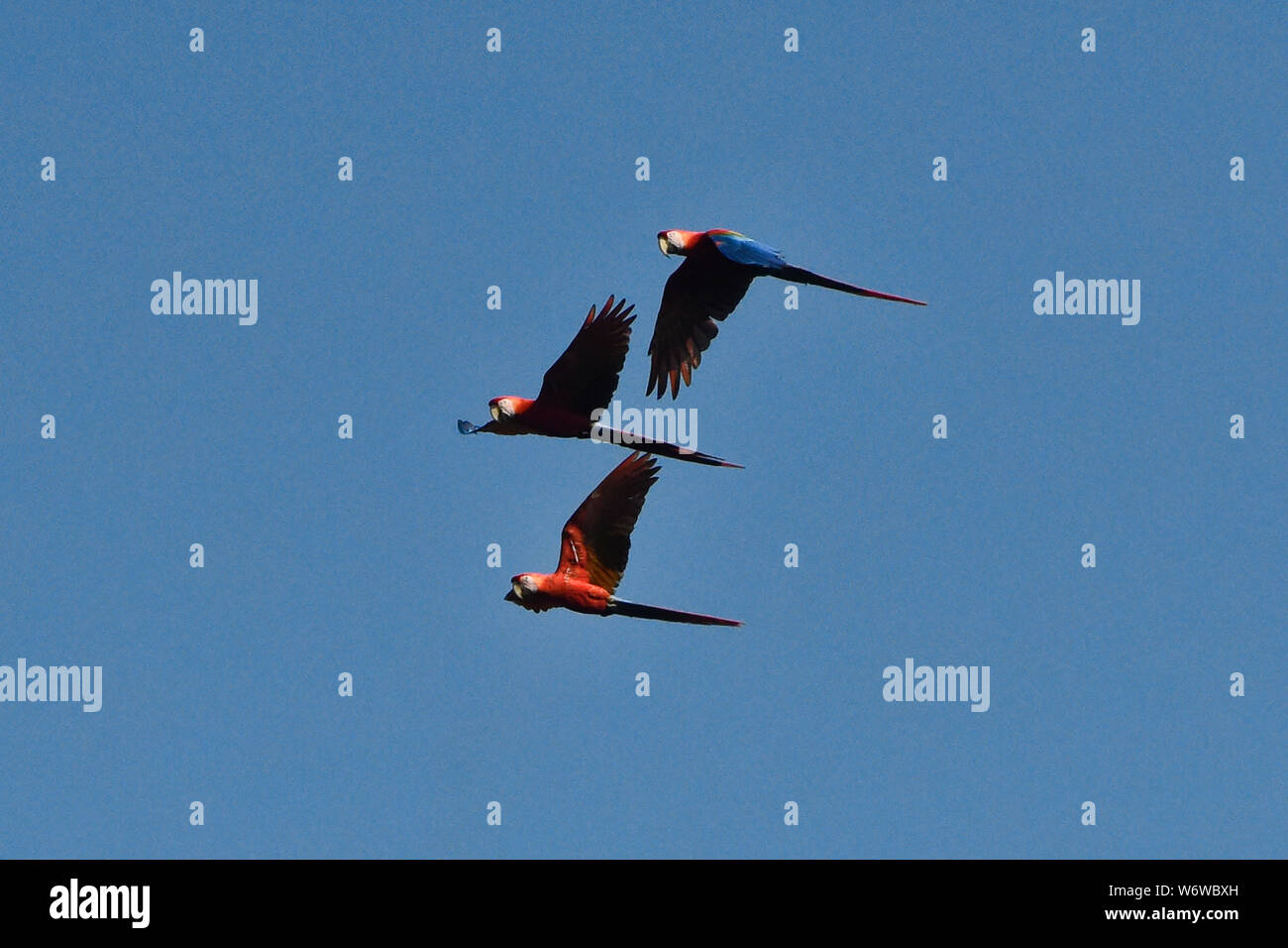 Scarlet Macaws (Ara macao) in volo, fiume Tambopata, Amazzonia peruviana Foto Stock