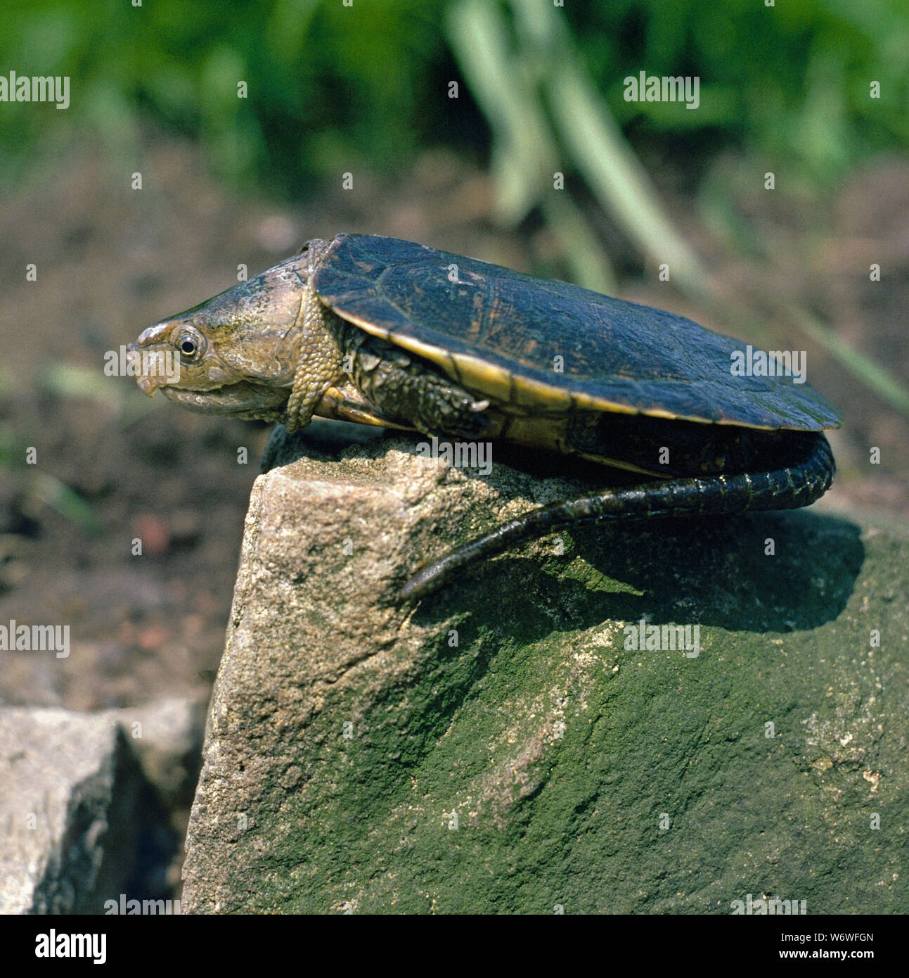 BIG-HEADED TURTLE su un ​rock (Platysternon megacephalum). Profilo. Habitat, cool torrenti di montagna dell'Asia. Foto Stock