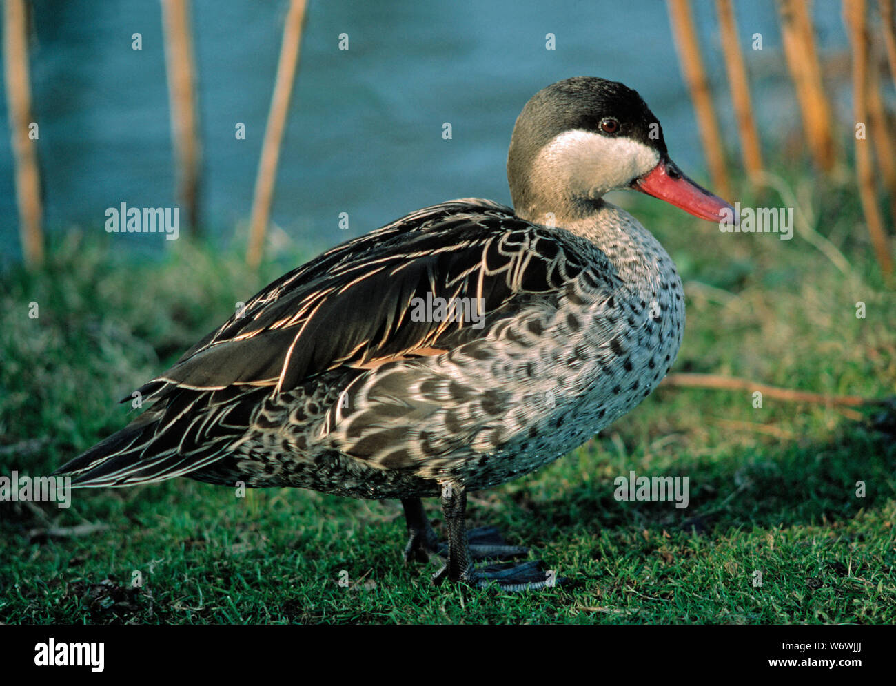 REDBILLED TEAL Anas erythrorhyncha su terra Foto Stock