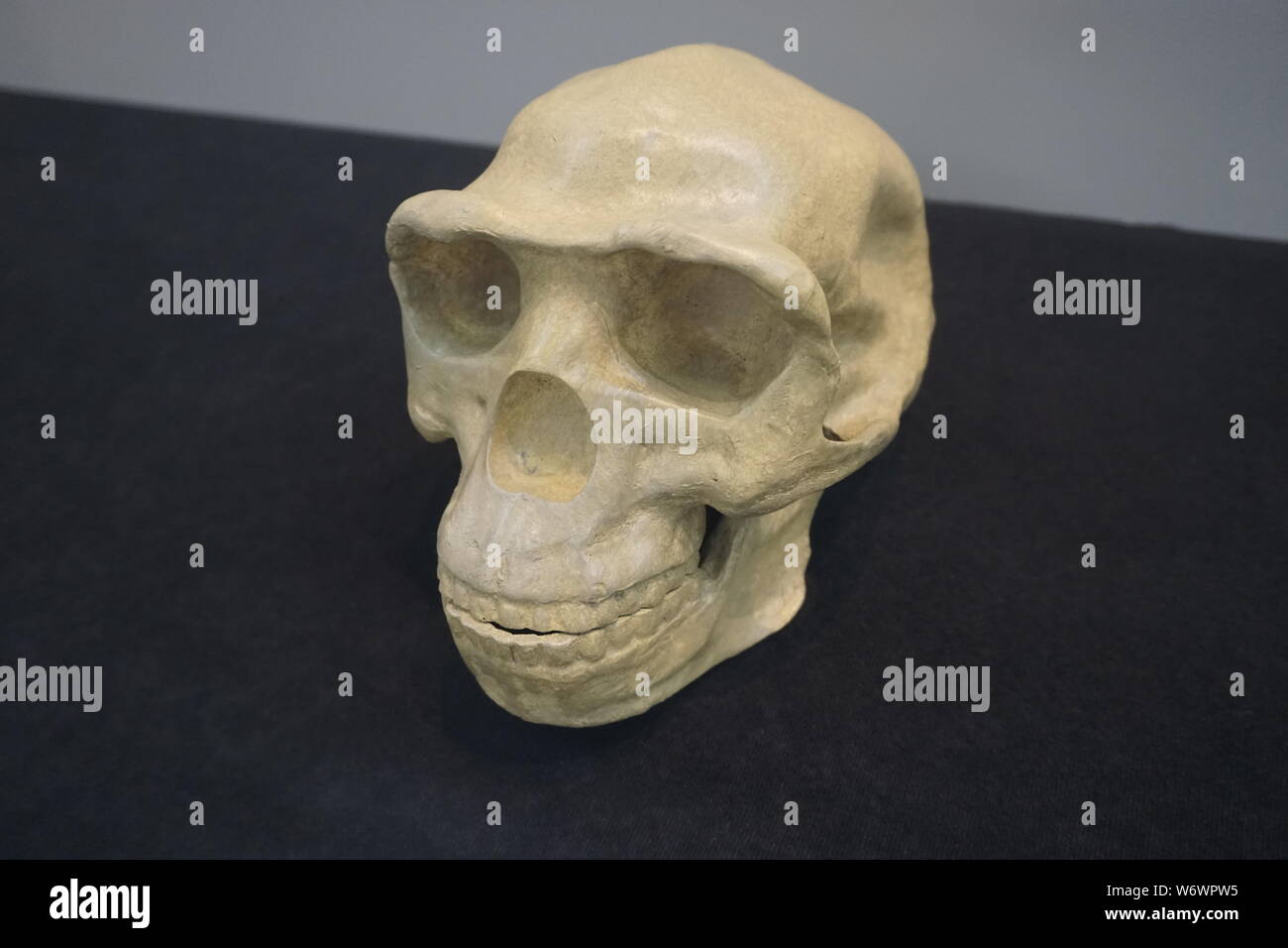 Replica di Pechino uomo cranio Foto Stock