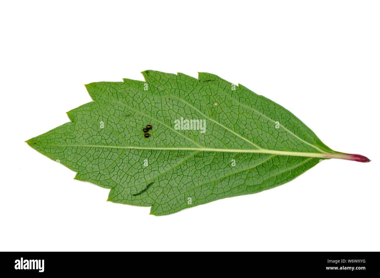 Le larve di parassiti su un foglio di colore verde su sfondo bianco isolato Foto Stock