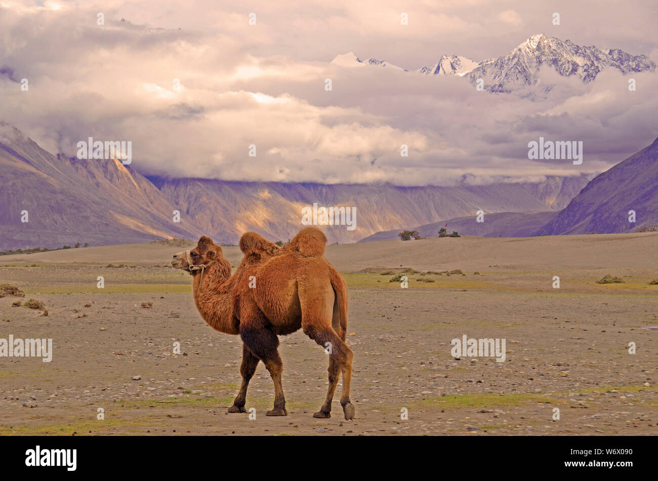 Bactriana Camel, Nubra Valley, Hundar, Ladakh, India Foto Stock