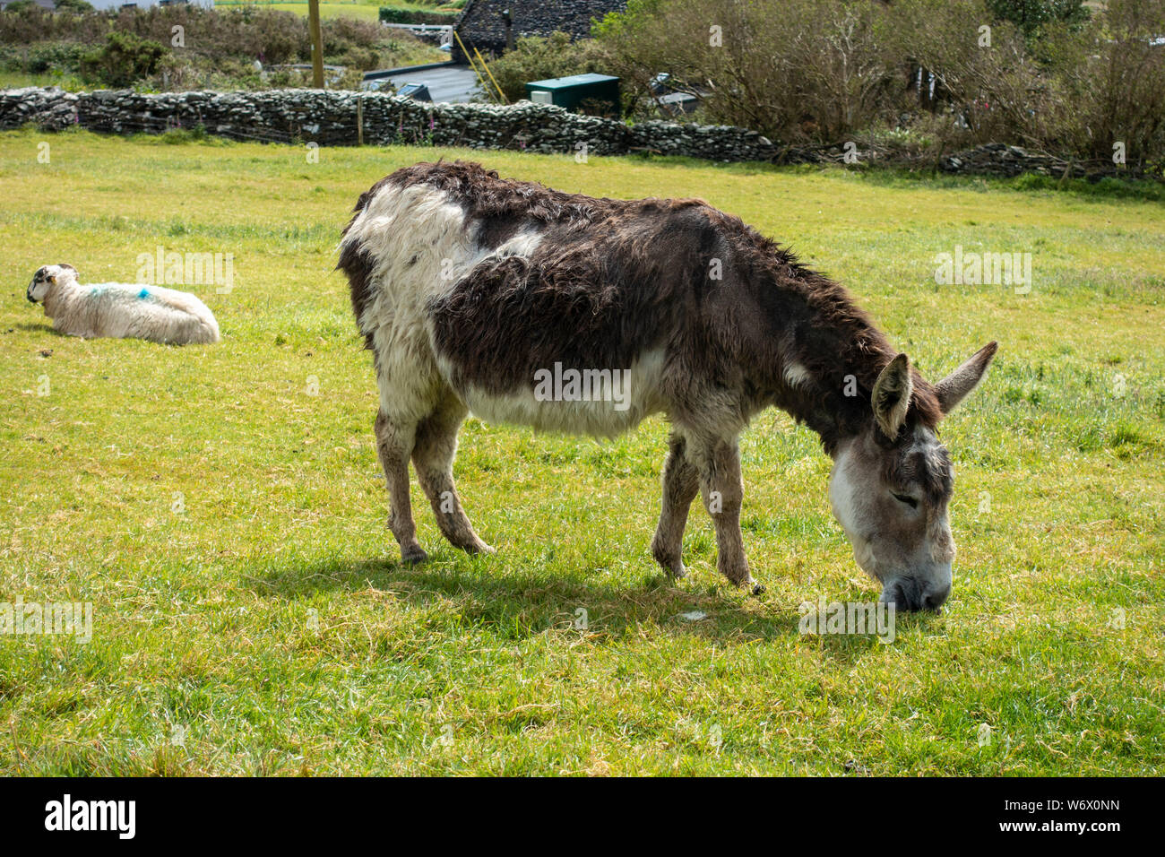 Pascolo asino al parco animali a testa Slea carestia Cottages a Fahan sulla penisola di Dingle, nella contea di Kerry, Repubblica di Irlanda Foto Stock